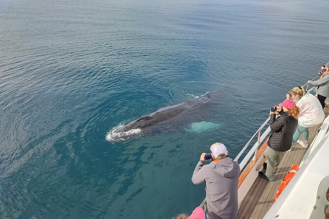 Whale Watching & Dolphin Yacht Cruise - Deck comfort, warm cabins, and sea-sickness reality