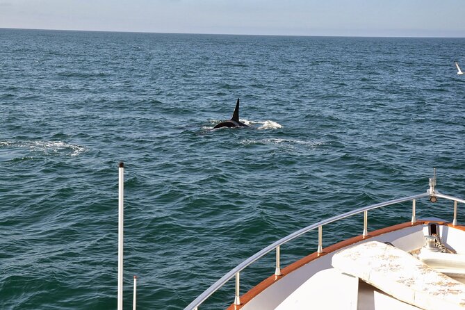 Whale Watching & Dolphin Yacht Cruise - Price and value: why this cruise can be worth $108.61