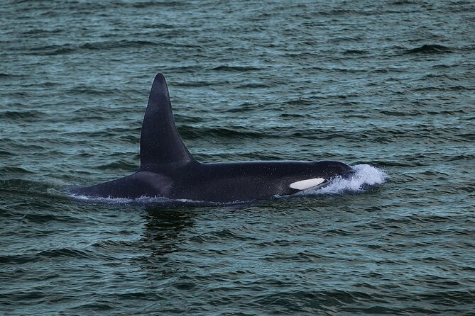 Whale Watching & Dolphin Yacht Cruise - Who should book this, and who might rethink it