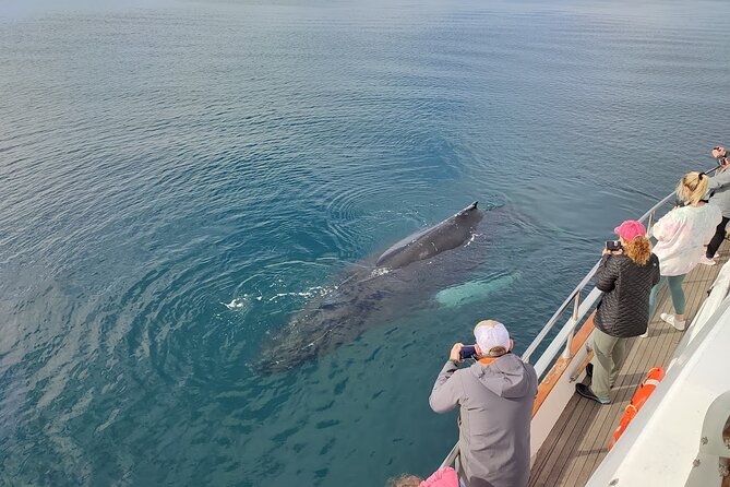 Whale Watching & Dolphin Yacht Cruise - Should you book Harpa Yachts from Reykjavik?