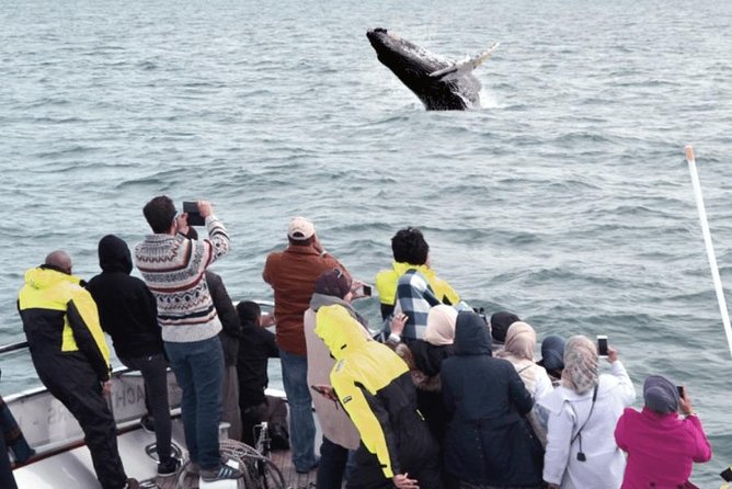 Whale Watching & Dolphin Yacht Cruise - Wildlife spotting: whales, dolphins, and summer puffins