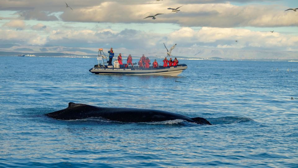 Whale Watching in Reykjavik by Speedboat - Practical tips so your Reykjavik whale watch goes smoothly