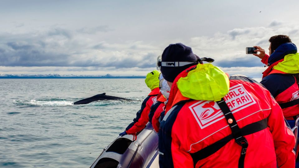 Whale Watching in Reykjavik by Speedboat - Two hours on open water: what the RIB ride is really like