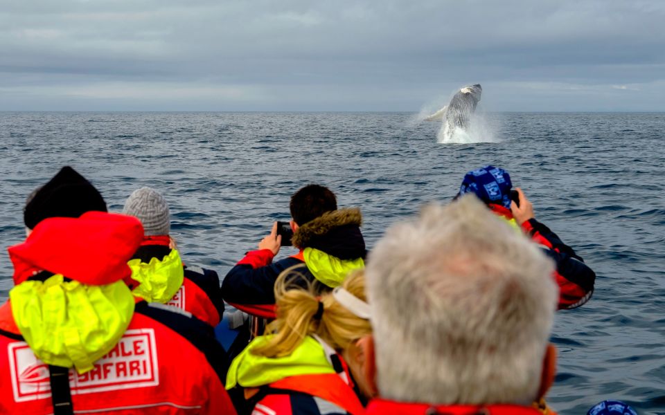 Whale Watching in Reykjavik by Speedboat - Wildlife viewing near Reykjavik: whales, dolphins, seabirds, and puffins