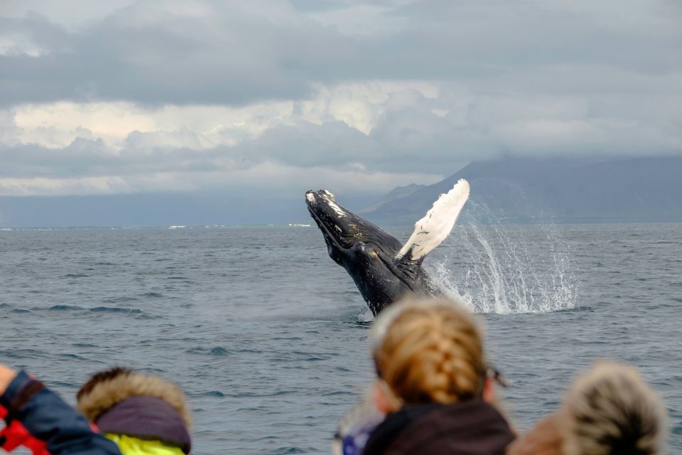 Whale Watching in Reykjavik by Speedboat - Price in Reykjavik: is $200 per person worth it?