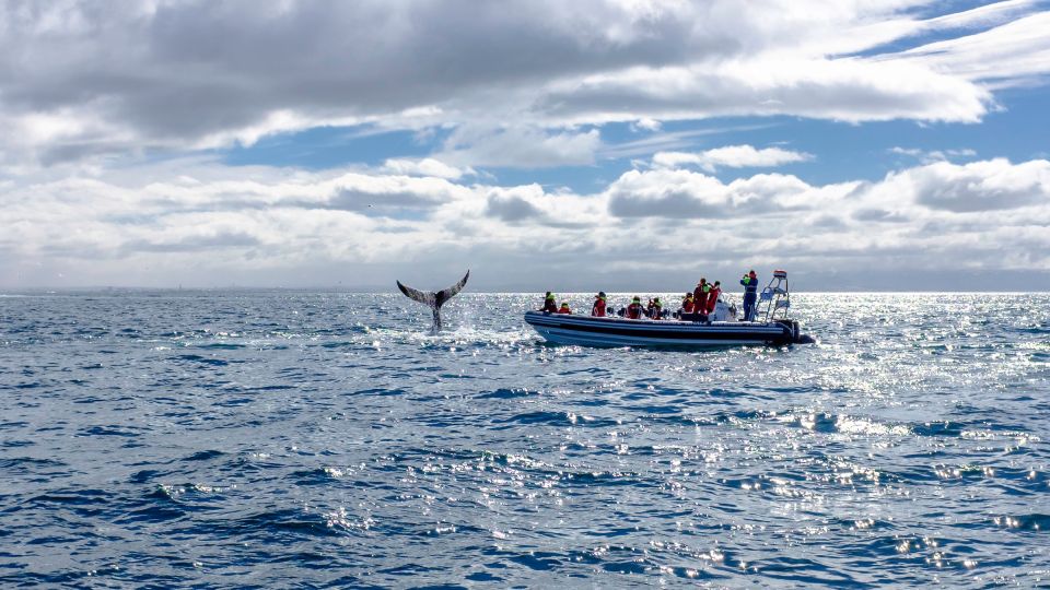 Whale Watching in Reykjavik by Speedboat - Who this speedboat whale tour fits best