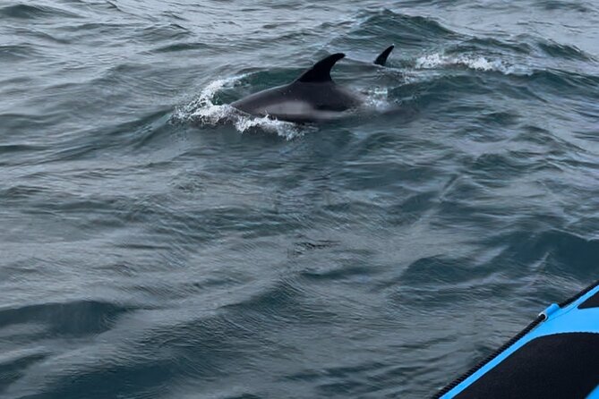 Whale Watching - RIB Boat Adventure in Kopavogur, Iceland - Nauthólsvík Beach Stop and Harðfiskur: Iceland Through a Snack