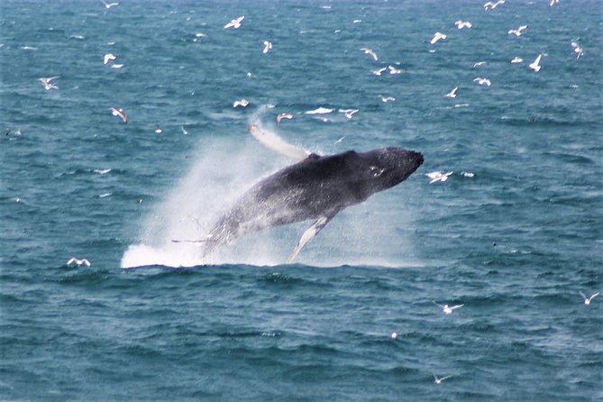 Whale Watching Tour with Professional Guide from Reykjavik - Key Things I’d Prioritize Before You Go