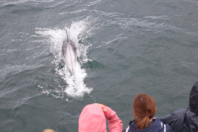 Whale Watching Tour with Professional Guide from Reykjavik - Whale Watching in Reykjavik: Why Faxaflói Bay Works