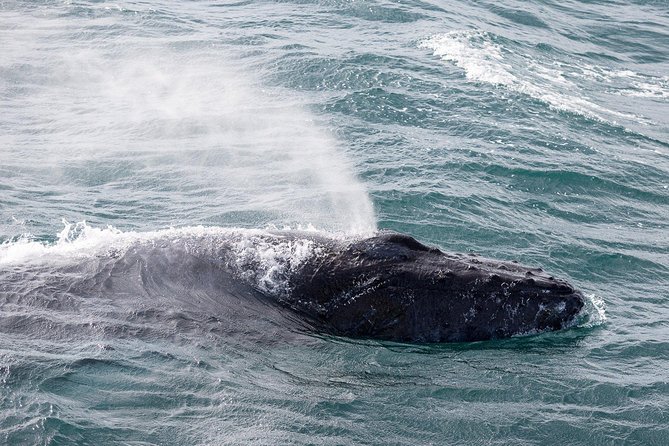 Whale Watching Tour with Professional Guide from Reykjavik - What You Might See: Humpbacks, Minke Whales, Dolphins, and More