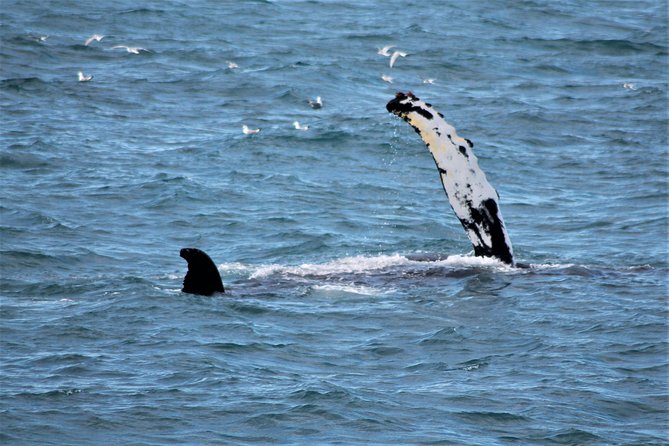 Whale Watching Tour with Professional Guide from Reykjavik - Crew Skills: Finding Whales Without Reckless Chasing