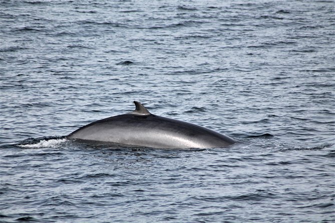 Whale Watching Tour with Professional Guide from Reykjavik - The “Free Return If No Whales” Advantage