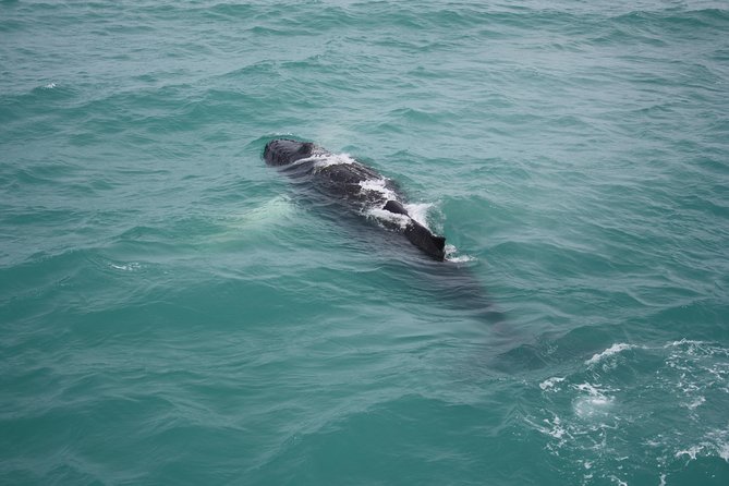 Whale Watching Tour with Professional Guide from Reykjavik - Price and Value: Is $97 Fair for 3.5 Hours?
