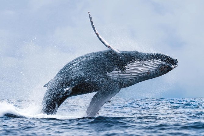 Whale Watching Tour with Professional Guide from Reykjavik - The 3.5-Hour Route: Old Harbour to Harpa, Plus Esja on Clear Days