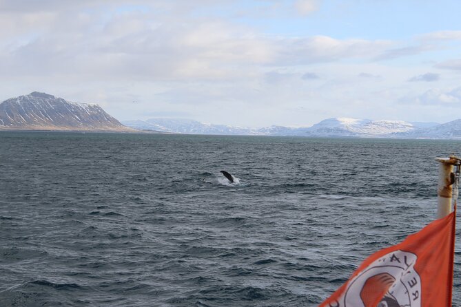 Whale Wonders Morning Expedition from Reykjavík - Key highlights to know before you go