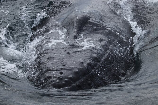 Whale Wonders Morning Expedition from Reykjavík - Faxafloi Bay in a Half-Workday: the 3.5-hour flow