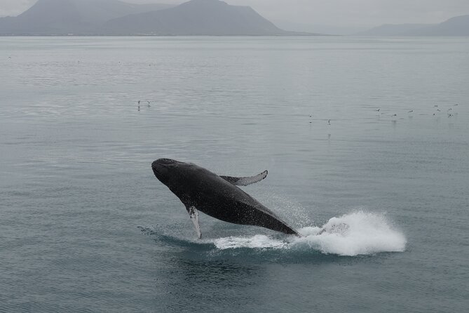 Whale Wonders Morning Expedition from Reykjavík - Maximizing your chances: deck time, camera use, and smart positioning