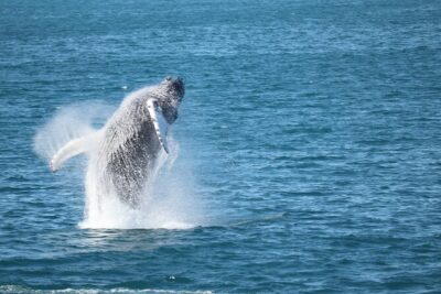 Whale Wonders Morning Expedition from Reykjavík - Onboard comfort you’ll actually use: heated cabins, overalls, and restrooms