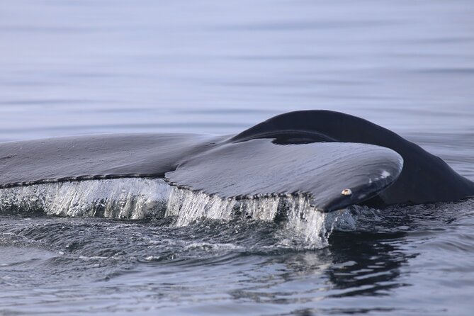 Whale Wonders Morning Expedition from Reykjavík - Food and onboard extras: what’s included, what costs extra