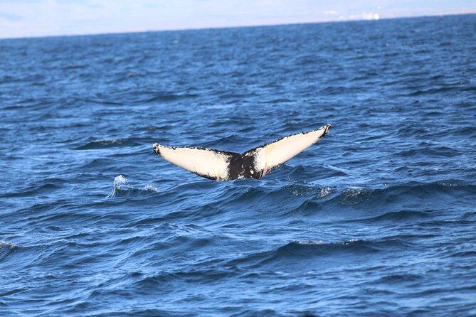 Whale Wonders Morning Expedition from Reykjavík - Price and value: does $97 make sense in Reykjavík?