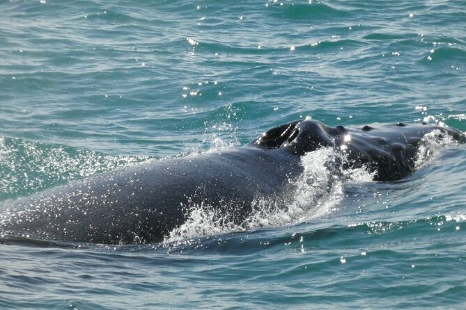 Whale Wonders Morning Expedition from Reykjavík - When weather changes the plan: the reality check