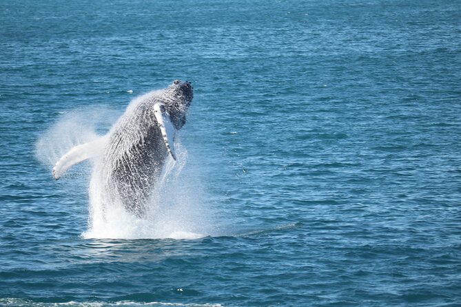 Whale Wonders Morning Expedition from Reykjavík - Onboard comfort you’ll actually use: heated cabins, overalls, and restrooms