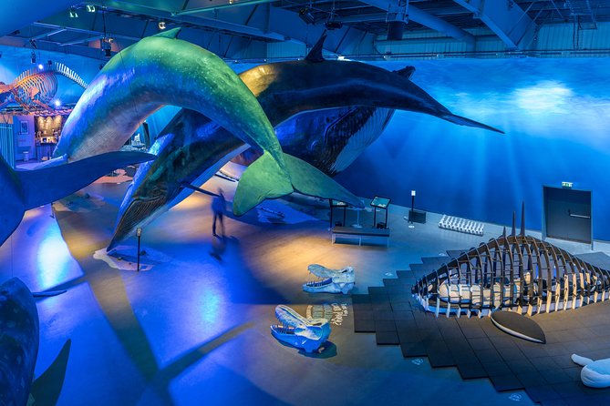Whales Of Iceland Admission Ticket - Key highlights you’ll actually care about