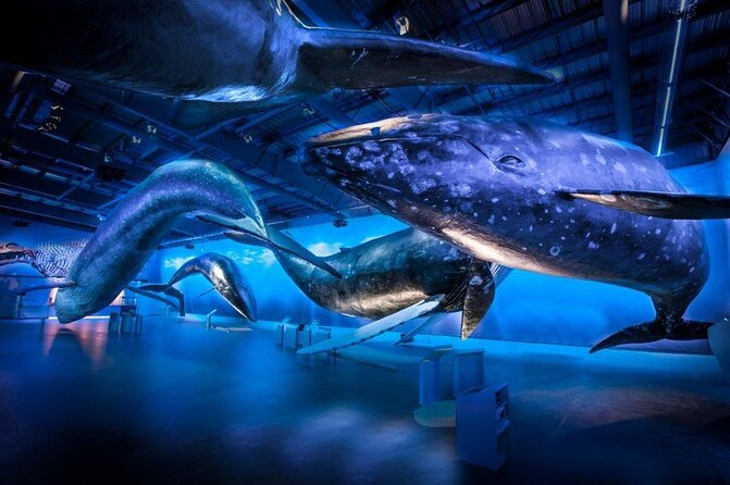 Whales Of Iceland Admission Ticket - Ticket Value and What You’re Really Buying