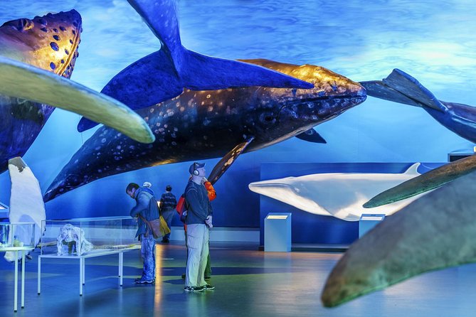 Whales Of Iceland Admission Ticket - How Long Should You Plan? The 1–2 Hour Sweet Spot