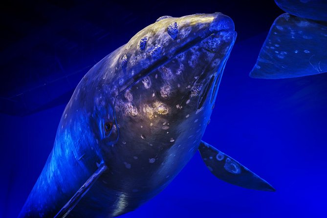 Whales Of Iceland Admission Ticket - Small-Group English Tours: When to Choose the Live Option