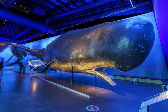 Whales Of Iceland Admission Ticket - Entering the Museum: Life-Size Whales, Sounds, and Indoor Learning