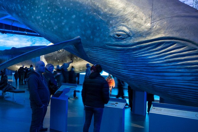Whales of Iceland from Land and Sea - Old Harbor sailing: what the 3–3.5 hours actually looks like