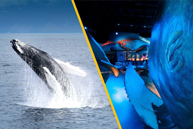 Whales of Iceland from Land and Sea - Warmth and comfort: heated cabins, indoor seating, and coveralls that work
