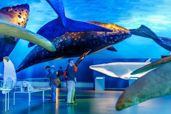Whales of Iceland from Land and Sea - Who this tour fits best (and who should think twice)