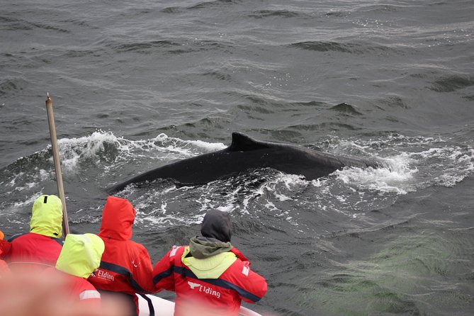 Winter Whale Watching and Northern Lights Cruise from Reykjavik - The whale sighting guarantee: what it means for your risk
