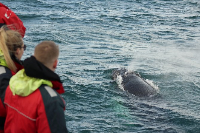 Winter Whale Watching and Northern Lights Cruise from Reykjavik - Price and value: why $198 can be fair for Reykjavik winter