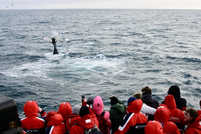 Winter Whale Watching and Northern Lights Cruise from Reykjavik - Logistics that matter: meeting point, timing, and pickups
